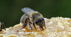 Beehive: European Honey Bee (apis mellifera), black Bee L