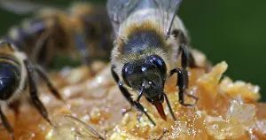 Beehive: European Honey Bee (apis mellifera), black Bee L