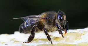 Beehive: European Honey Bee (apis mellifera), black Bee L
