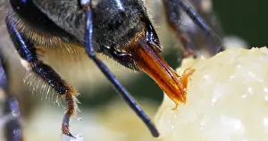 Beehive: European Honey Bee (apis mellifera), black Bee L