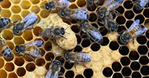 Beehive: European Honey Bee (apis mellifera), Black Bees