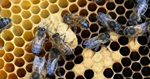 Beehive: European Honey Bee (apis mellifera), Black Bees