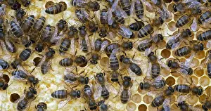 Beehive: |European Honey Bee (apis mellifera), black bees