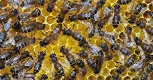 Queen: |European Honey Bee (apis mellifera), black bees