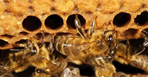 Beehive: European Honey Bee (apis mellifera), Black Bees