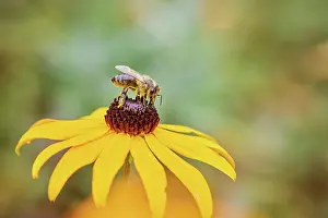 Apis: European honey bee (Apis mellifera) collecting nectar