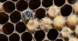 Beehive: |European Honey Bee (apis mellifera), Emergence