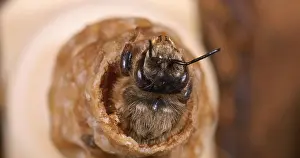 Queen: European Honey Bee (apis mellifera), Emergence o