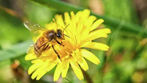 Apis: European Honey Bee (Apis mellifera) or Western Honey