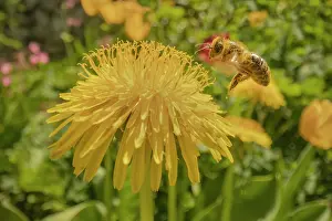 Approaching: European honey bee - a honey bee in flight approaching a blo