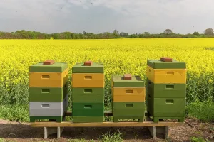 Workers: European Honey Bee, Western Honey Bee - Workers