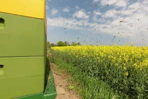 Workers: European Honey Bee, Western Honey Bee - Workers