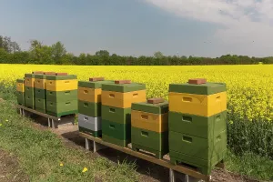 Workers: European Honey Bee, Western Honey Bee - Workers