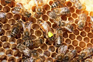 Marker: European Honey Bees - Queen with yellow marker