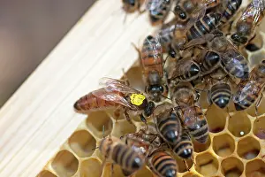 Marker: European Honey Bees - Queen with yellow marker