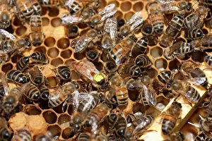 Marker: European Honey Bees - Queen with yellow marker