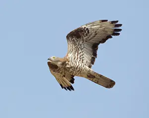 Gibraltar: European Honey Buzzard - adult male in flight -