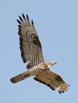 Gibraltar: European Honey Buzzard - adult male in flight -