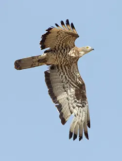 Gibraltar: European Honey Buzzard - adult male in flight -