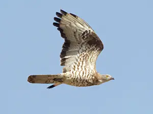 Gibraltar: European Honey Buzzard - adult male in flight -