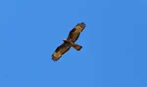 European Honey Buzzard - in flight