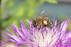 Nectar: European honeybee (Apis mellifera)