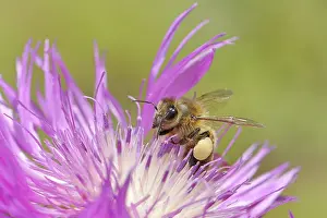 Nectar: European honeybee (Apis mellifera)