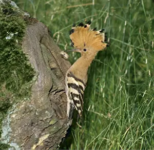 Crests: EUROPEAN HOOPOE - With grub on tree trunk