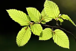 Hornbeam: European Hornbeam - close-up of leaves