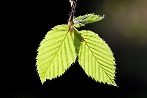 Hornbeam: European Hornbeam - close-up of leaves