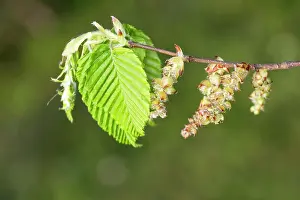 Hornbeam: European Hornbeam - close-up of leaves