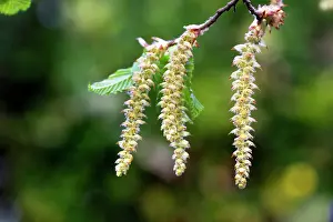 Hornbeam: European Hornbeam - close-up of seed catkins