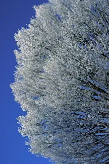 Hornbeam: European Hornbeam - Covered with frost