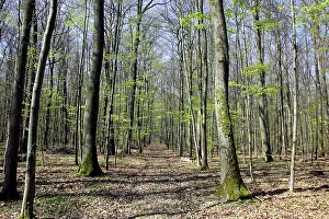 Hornbeam: European hornbeam and European Beech (Fagus sylvatica)