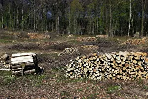 Commerical: European Hornbeam and European Beech Forest