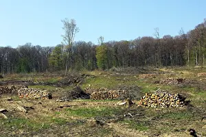 Commerical: European Hornbeam and European Beech Forest