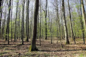 Hornbeam: European Hornbeam & European Beech forest
