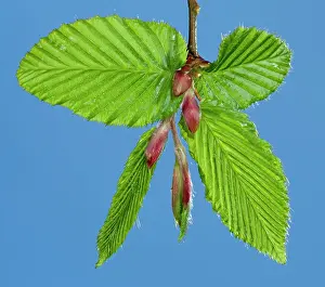Hornbeam: European Hornbeam - leaf bud opening in spring