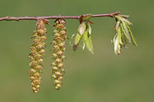 Hornbeam: European Hornbeam - twig with male catkins, emerging