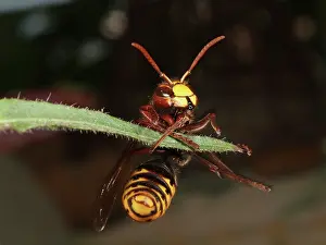 Hornet: European Hornet
