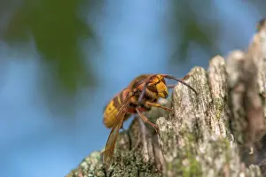 Vespa: European Hornet