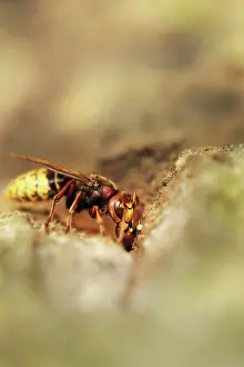 Vespa: European Hornet
