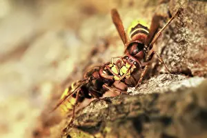 Vespa: European Hornet