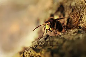 Vespa: European Hornet