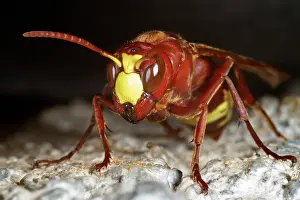 Vespa: European Hornet