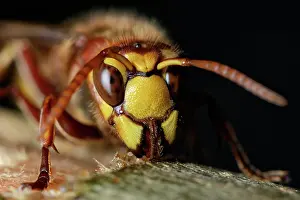 Chewing: European Hornet