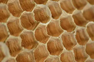 Vespa: European Hornet