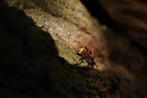 Vespa: European Hornet