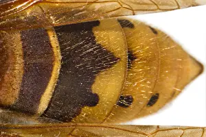 Hornets: European Hornet detail of abdomen Galicia Spain