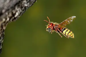 Hornets: European Hornet adult flying with prey